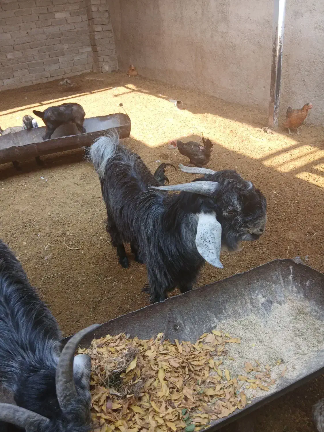 کهری نر برای فروش|حیوانات مزرعه|فسارود, |دیوار