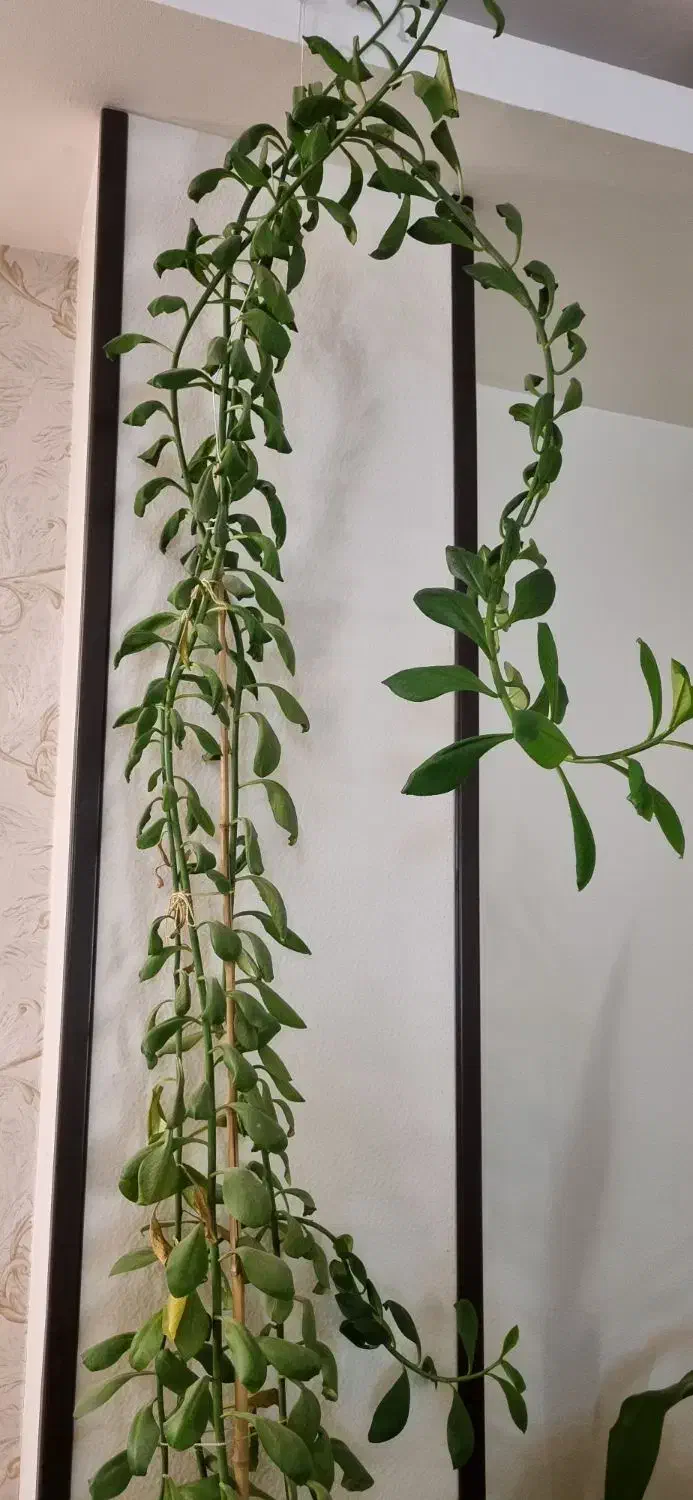 گل و گیاه|گل و گیاه طبیعی|شاهین‌شهر, فردوسی|دیوار