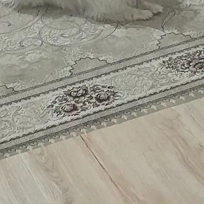 سگ پیدا شده .|حیوانات|ارومیه, |دیوار