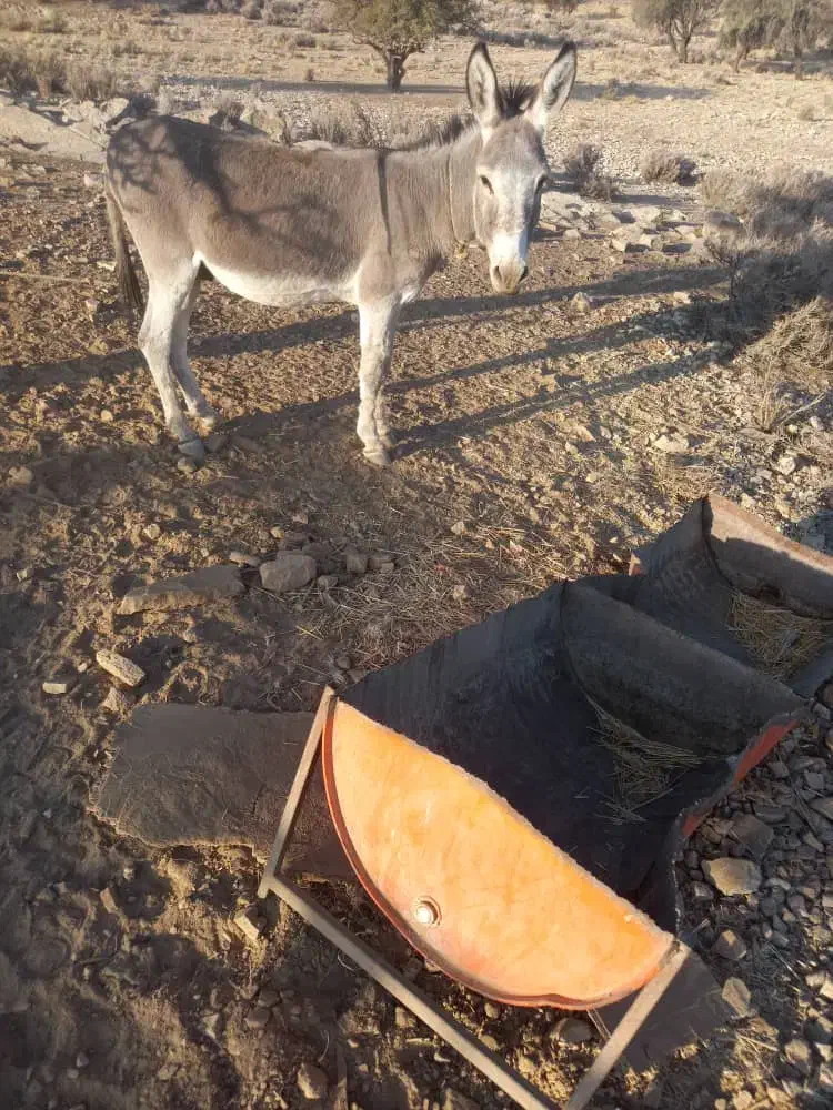 فروش|حیوانات مزرعه|خفر, |دیوار