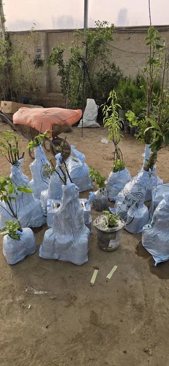 نهال بادام مقاوم،مناسب اقلیم‌های مختلف ایران|خدمات باغبانی و درختکاری|قزوین, |دیوار