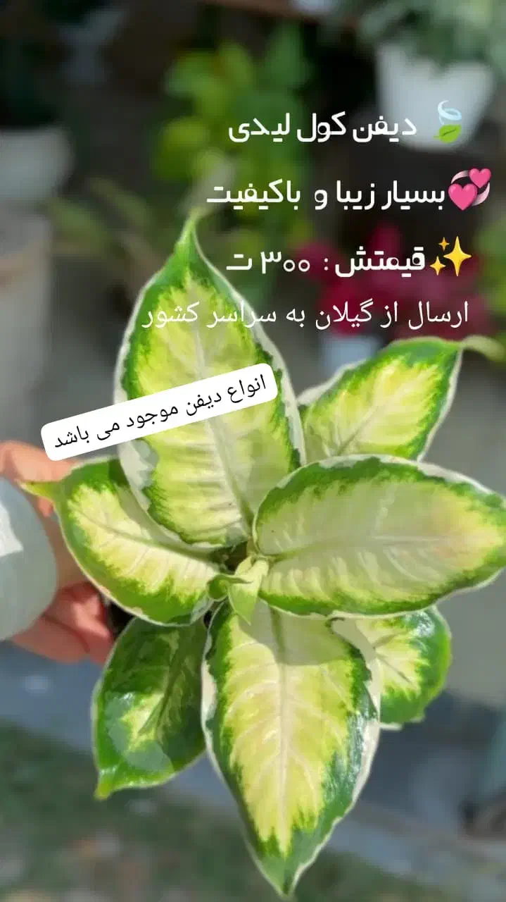آهای آهای گل دارم گلای خوشرنگ و خوشگل و خاص دارم|گل و گیاه طبیعی|تهران, سعادت‌آباد|دیوار