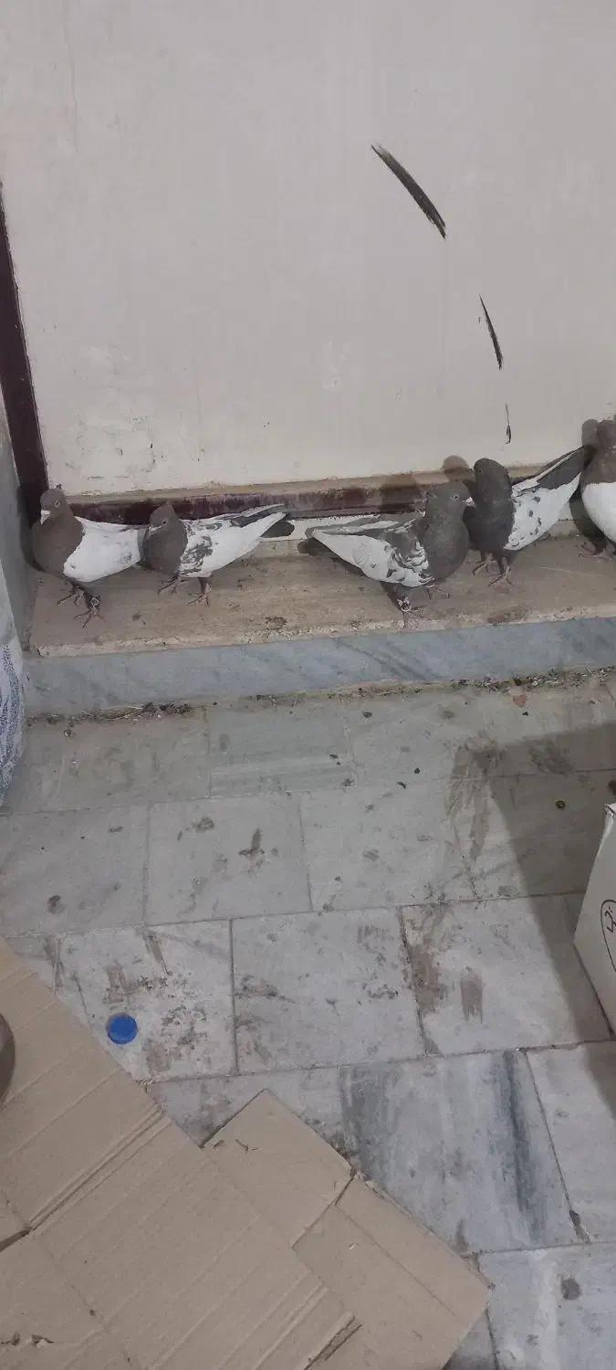 سینه قهوه ای|پرنده|شیراز, گویم|دیوار