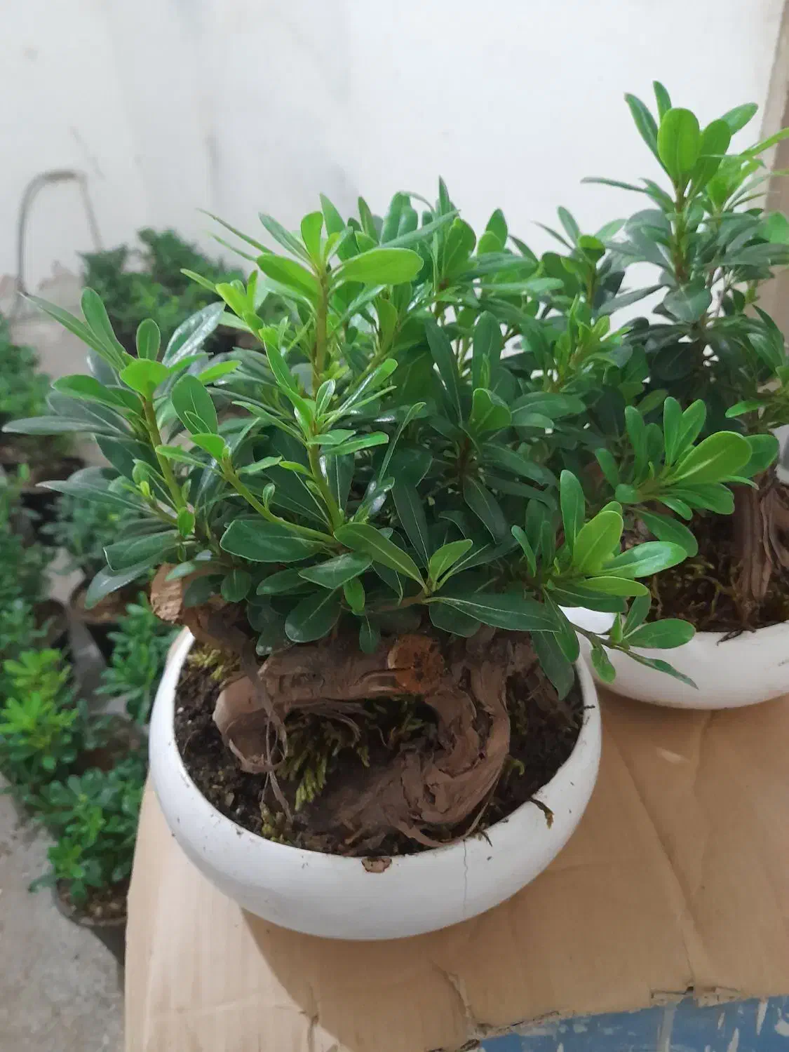 بونسای میخک هندی|گل و گیاه طبیعی|اصفهان, بهارستان (مخابرات)|دیوار