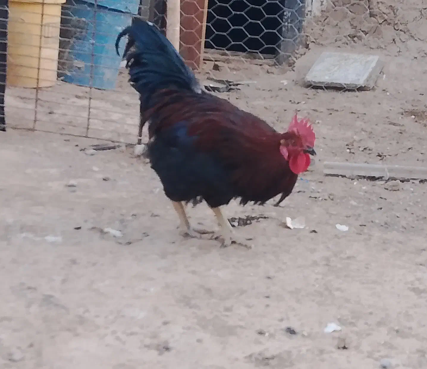 خروس جوان سیاه|پرنده|سلامی, |دیوار