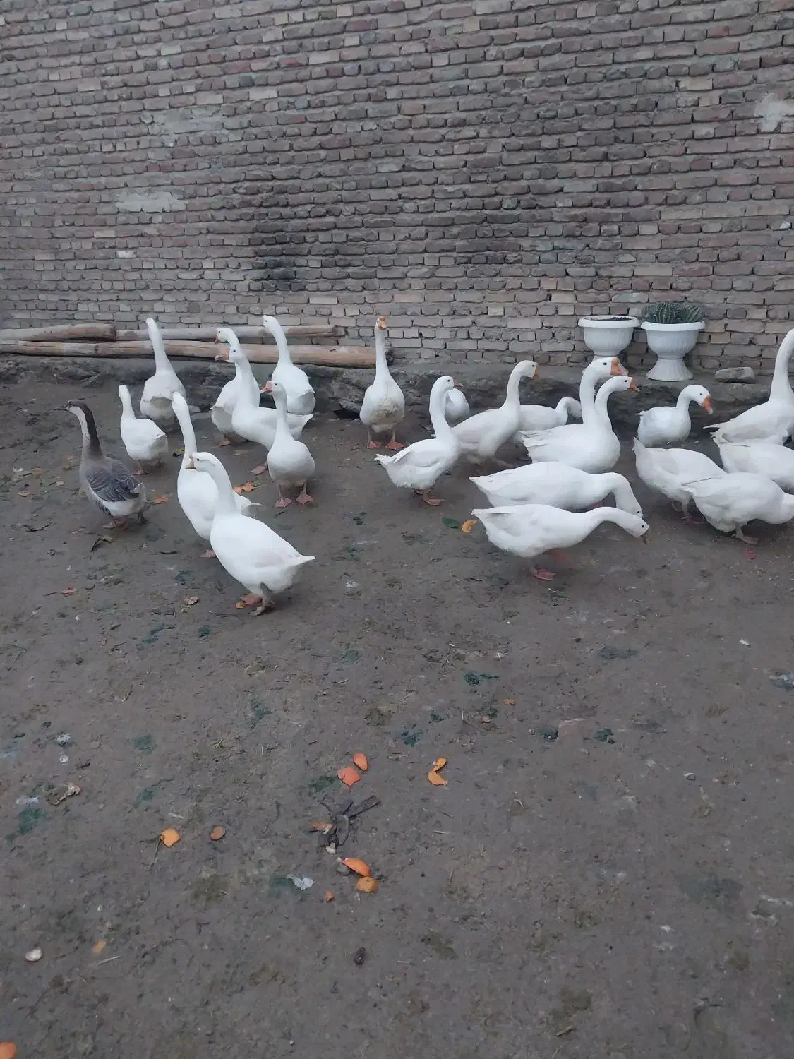 قوقاز|حیوانات مزرعه|سلماس, |دیوار