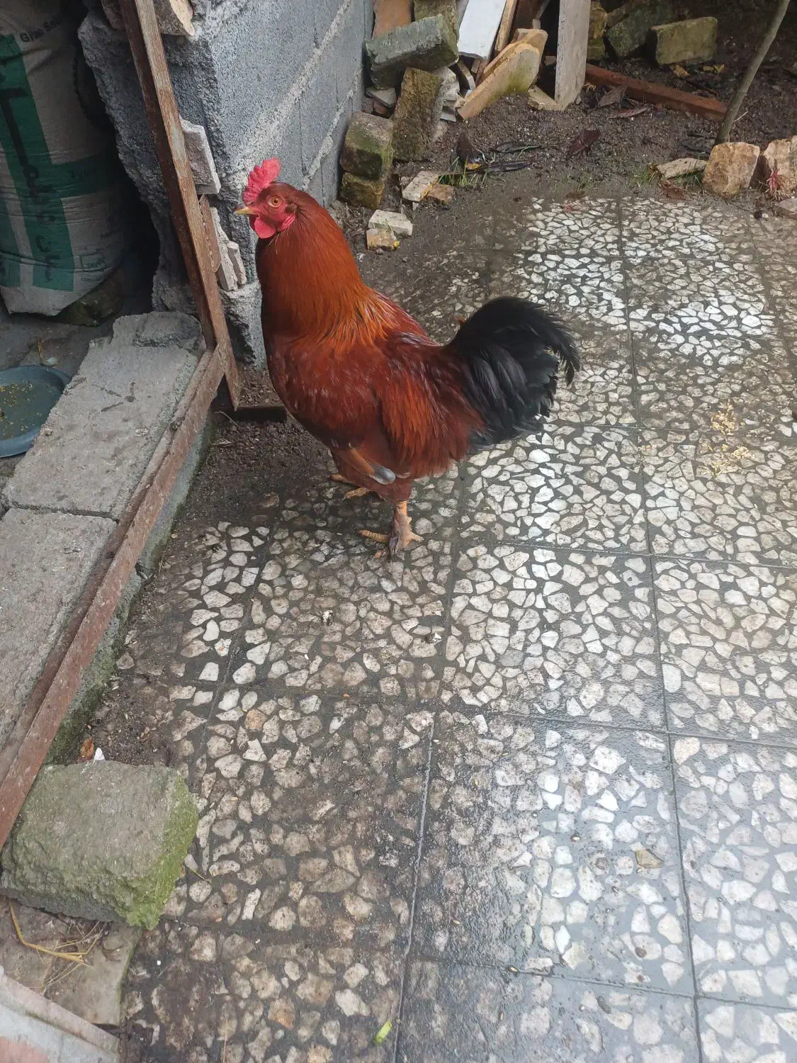 خروس ومرغ|حیوانات مزرعه|سیاهکل, |دیوار