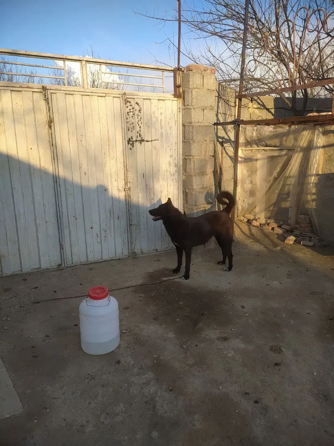 سگه ماده 17ماهه گله|سگ|خسروشاه, |دیوار