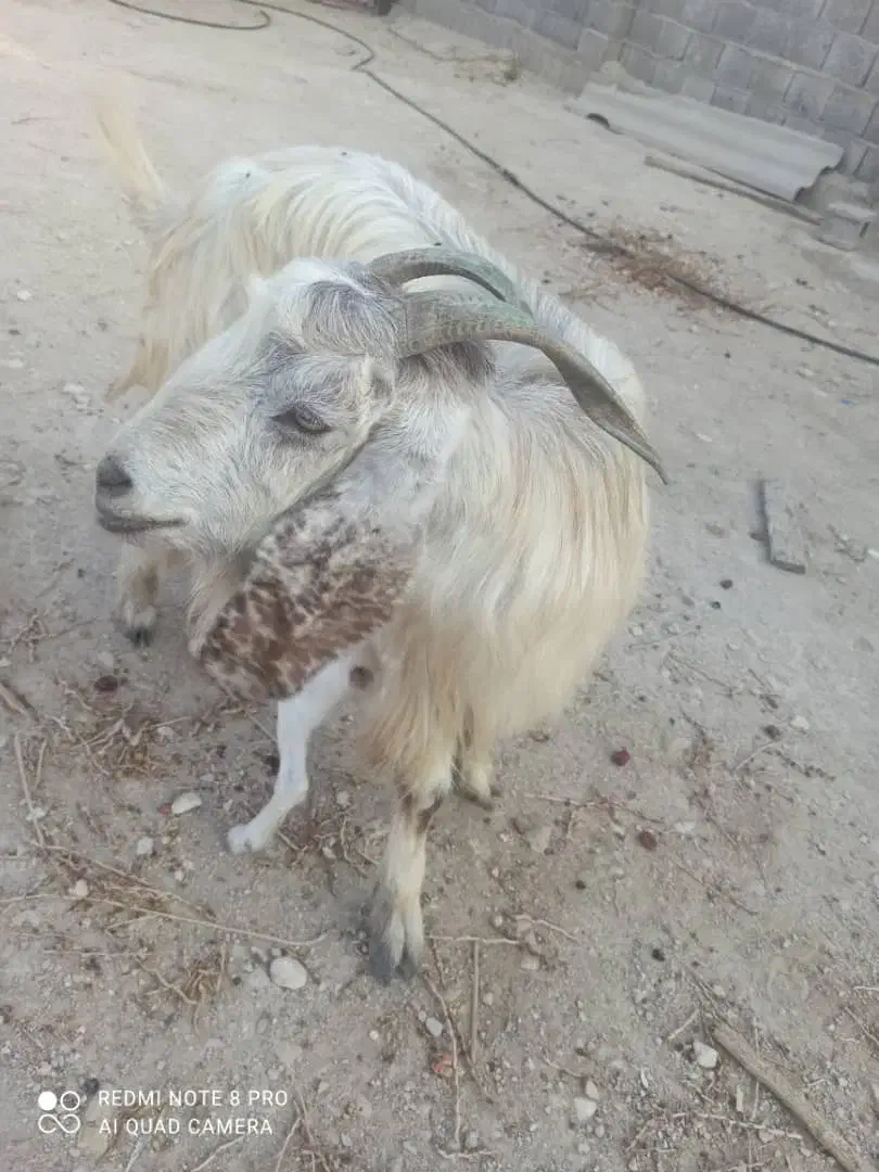 فروش بز دوقلو زا، با بره هم معاوضه میشود|حیوانات مزرعه|خورموج, |دیوار