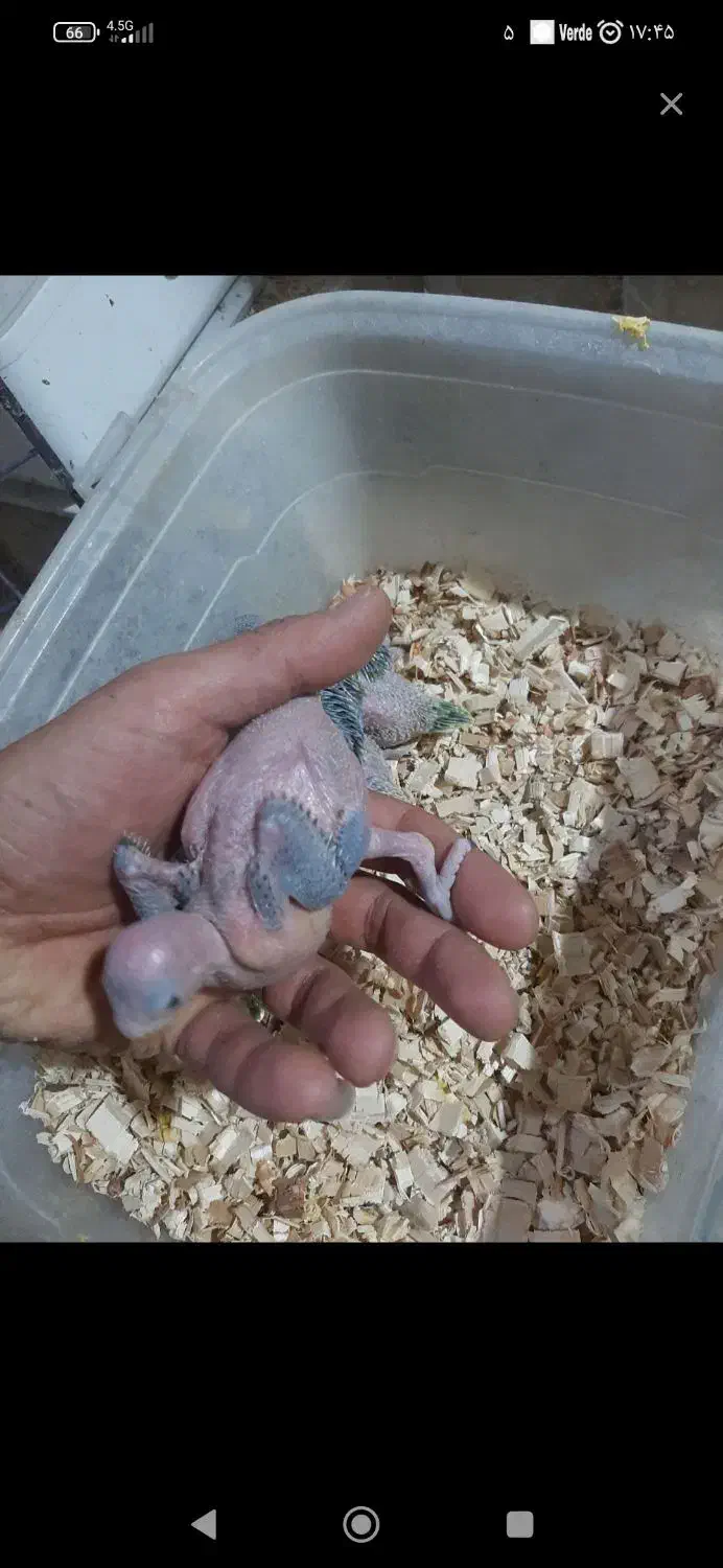 شاه طوطی|پرنده|ارومیه, |دیوار