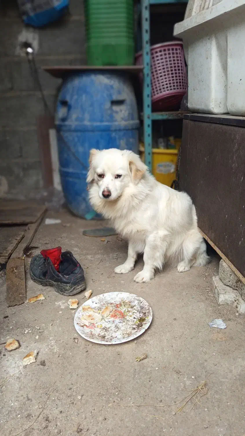 اشپیتز|سگ|رشت, لاکان شهر|دیوار