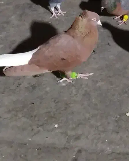 کبوتر|حیوانات|قم, چهل درخت‎|دیوار