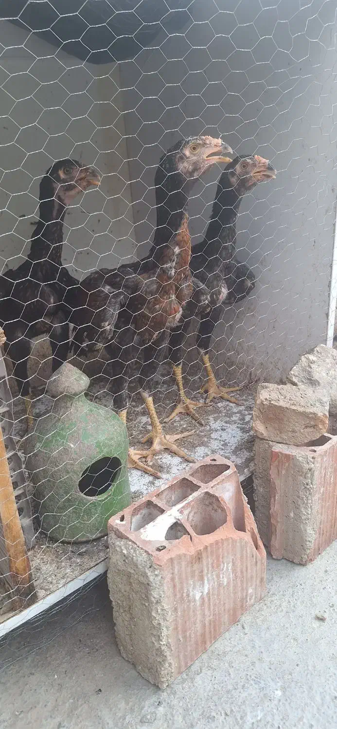 جوجه لاری دوتا خروس یه مرغ|حیوانات مزرعه|مینودشت, |دیوار