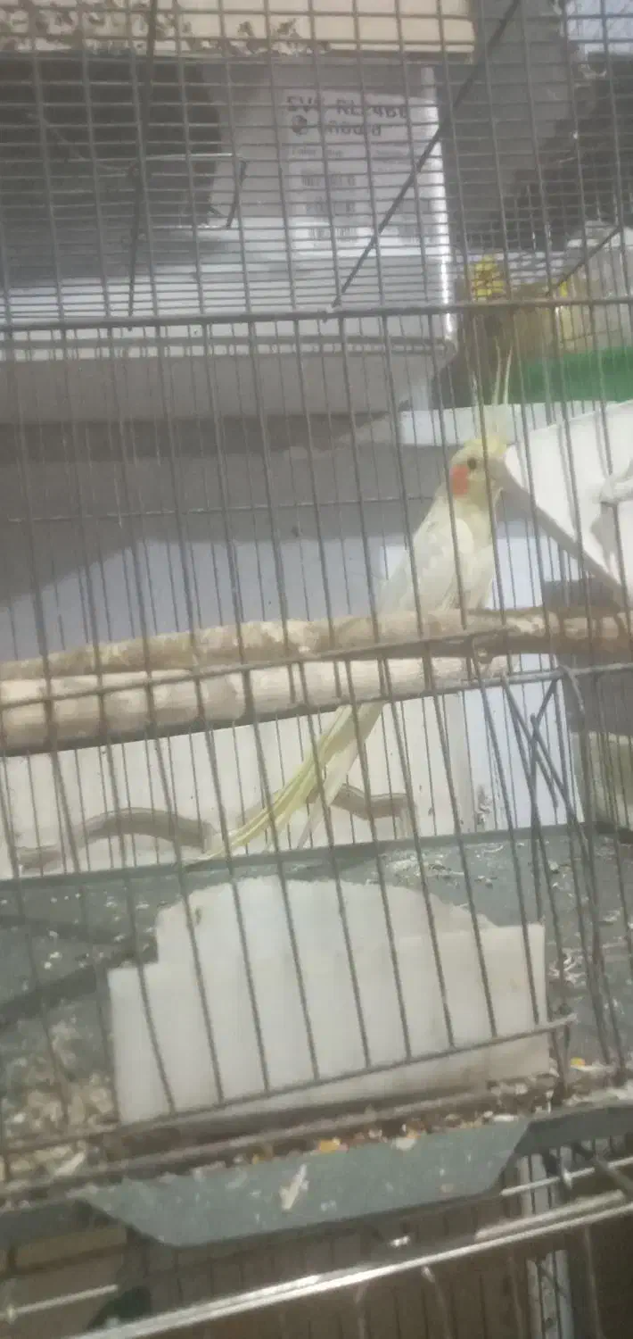 عروس هلندی|پرنده|قزوین, |دیوار