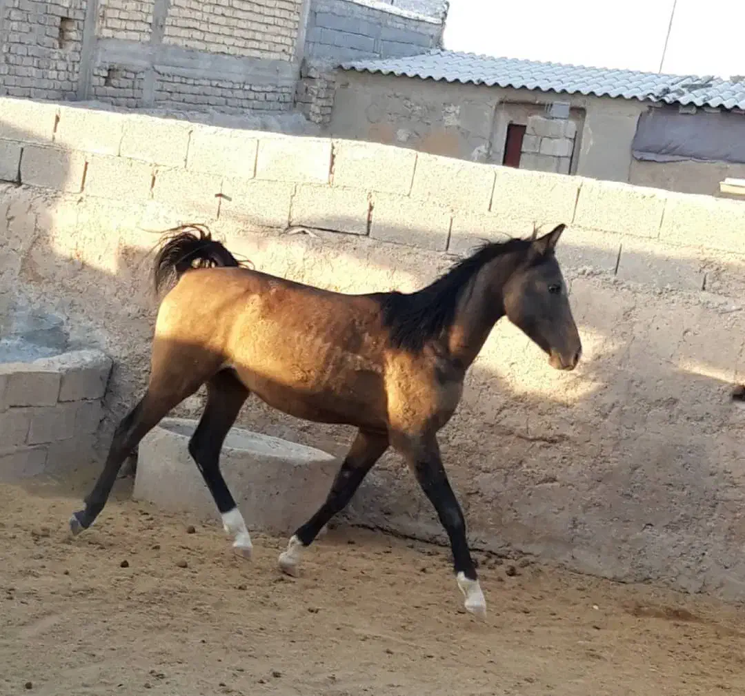 نریان دره شور خالص|حیوانات مزرعه|بیضا, |دیوار