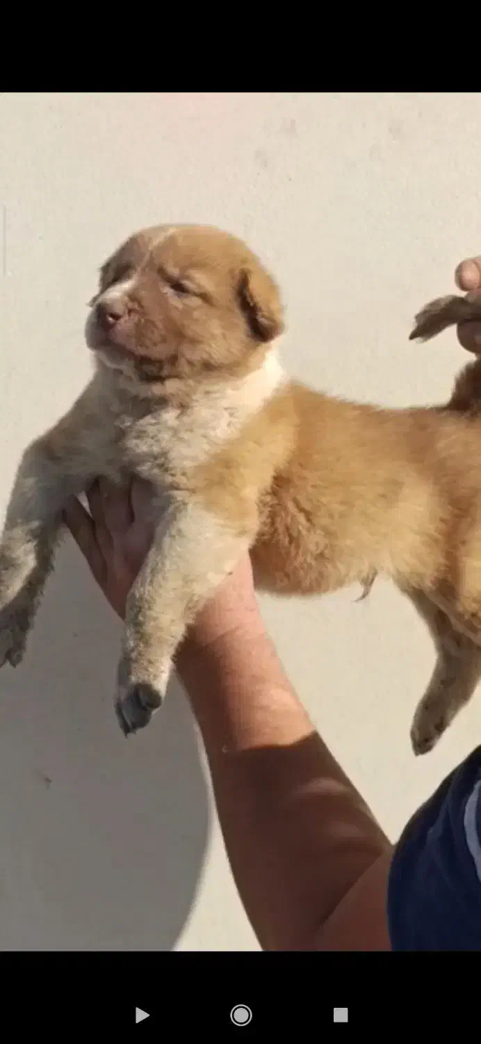 سگ اصیل آلابای|سگ|ساری, |دیوار