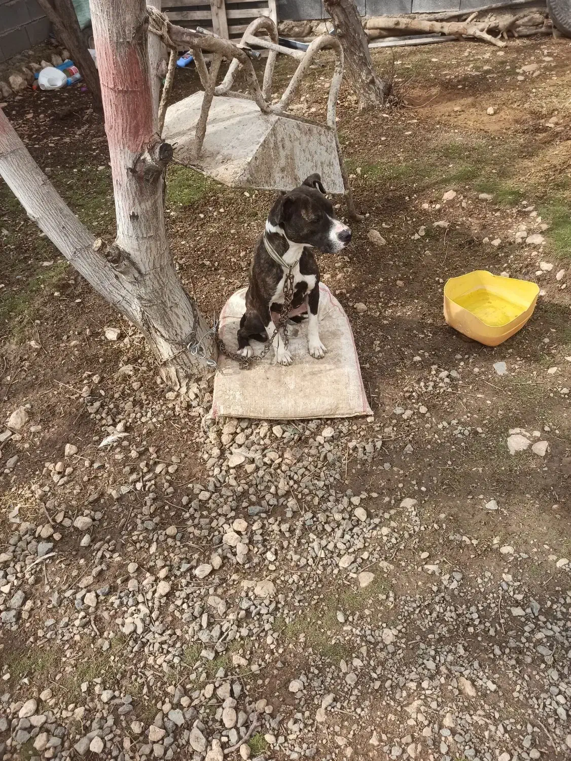 سگ ماده پیتپول|سگ|کرمانشاه, |دیوار