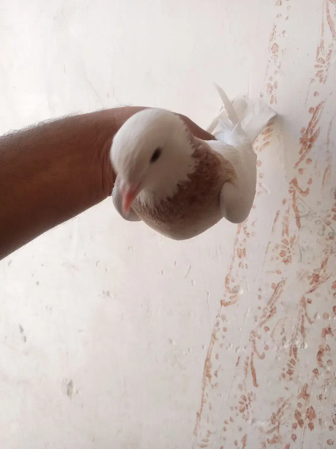 ماده طوق زرد|پرنده|کرمان, |دیوار