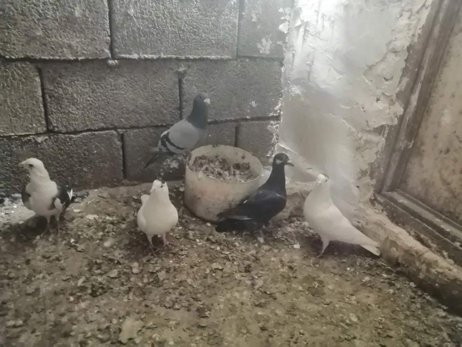 پرنده کفتر آلمانی|پرنده|شاندیز, |دیوار