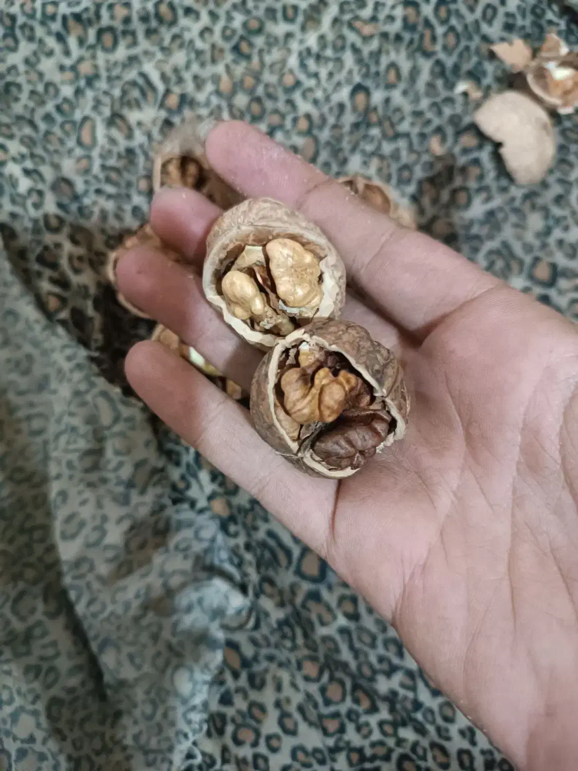 گردوی امسال چرب خوشمزه|خوردنی و آشامیدنی|سبزوار, قلعه‌نو دهزار|دیوار