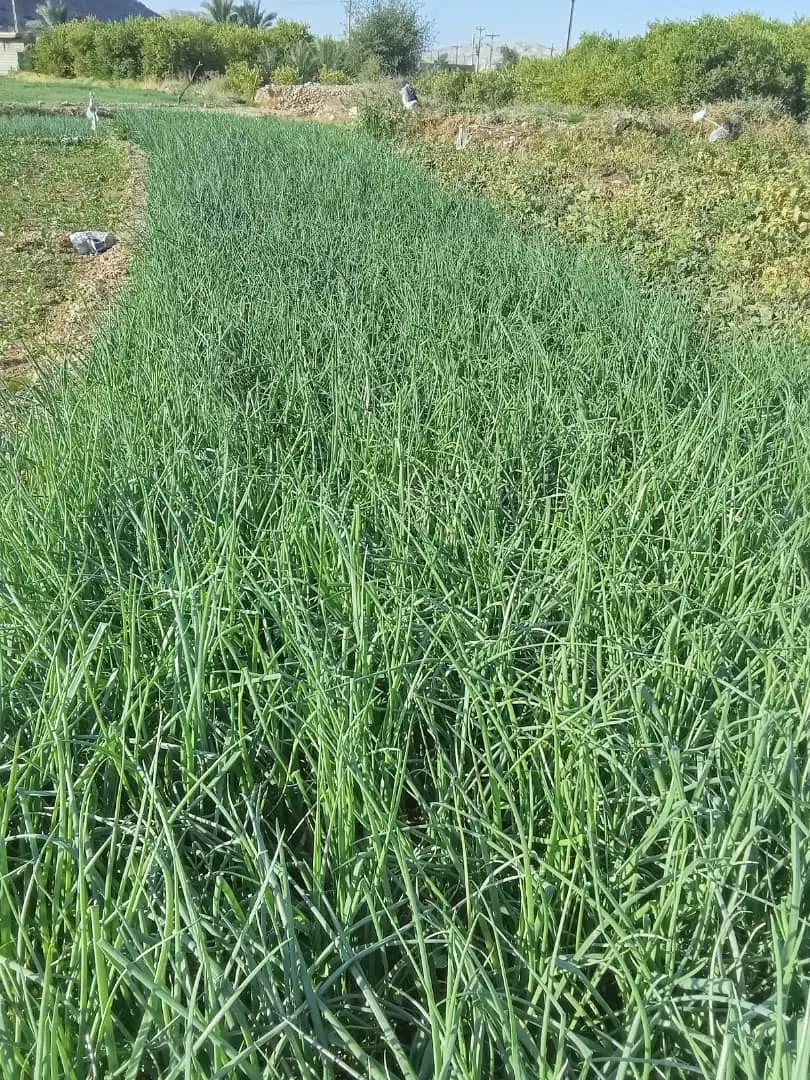 ترپیاز خیراباد|عمدهفروشی|دوگنبدان, |دیوار