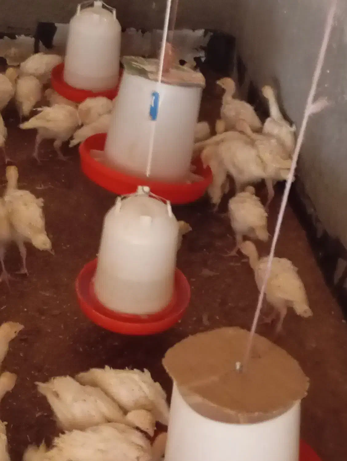 جوجه بوقلمون بیوتی زرین 6|حیوانات مزرعه|حبیب آباد, |دیوار