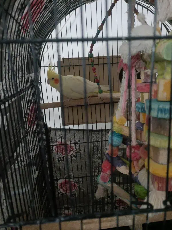 عروس هلندی|پرنده|بیرجند, |دیوار