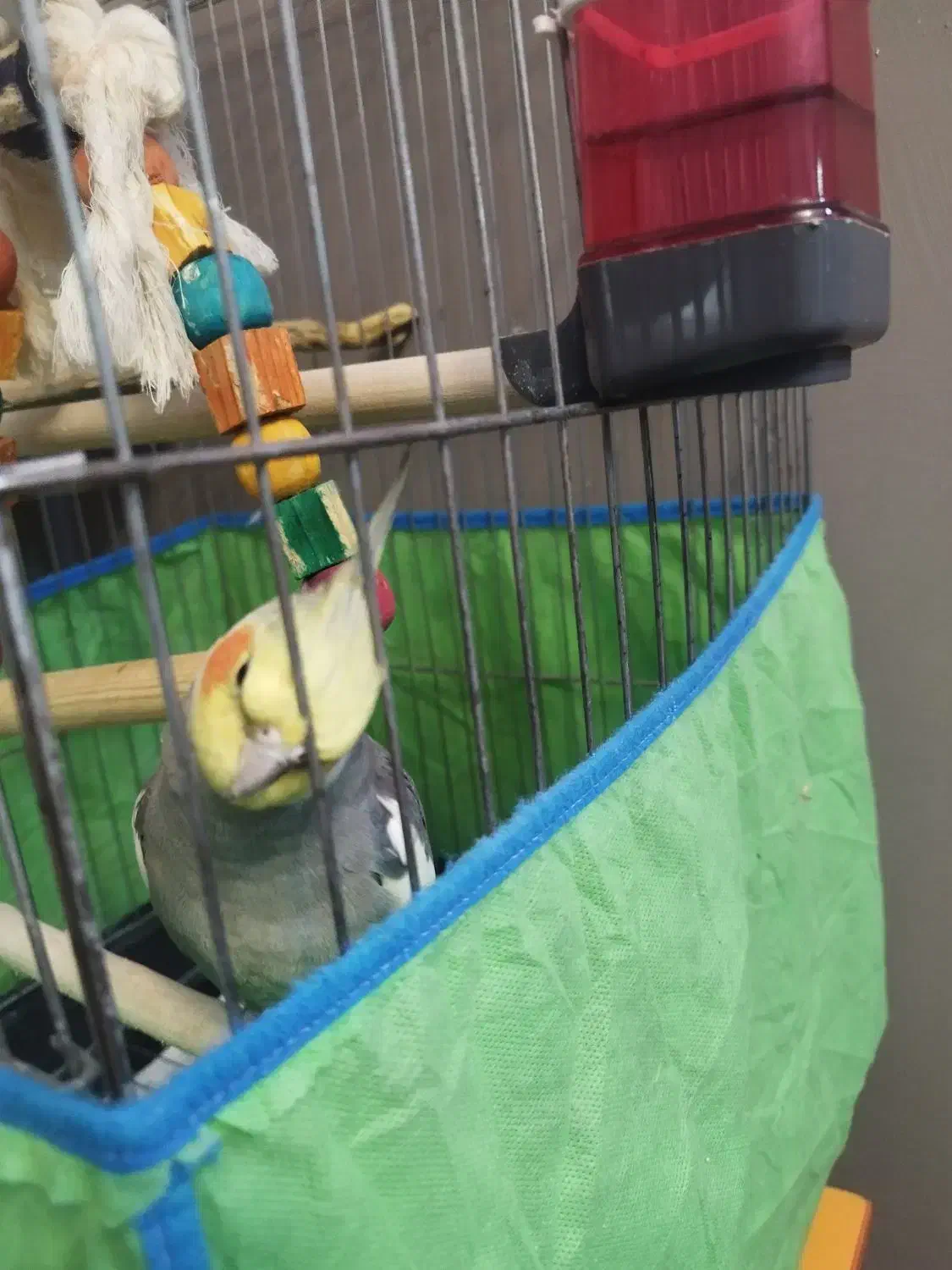 عروس هلندی نر|پرنده|چهارباغ, |دیوار