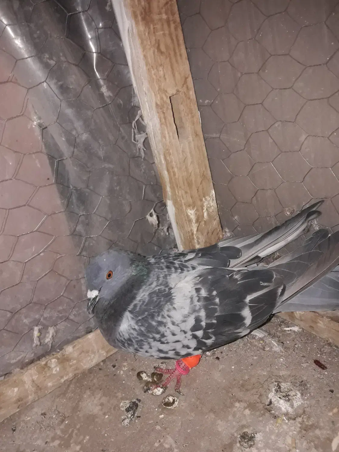 سبز پولکی . سده سیاه . سده افشون|پرنده|سبزوار, قصبه شرقی|دیوار