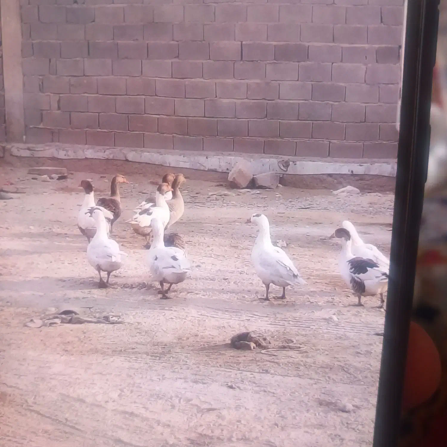 فروش قاز و موتور|حیوانات مزرعه|بندر ماهشهر, |دیوار