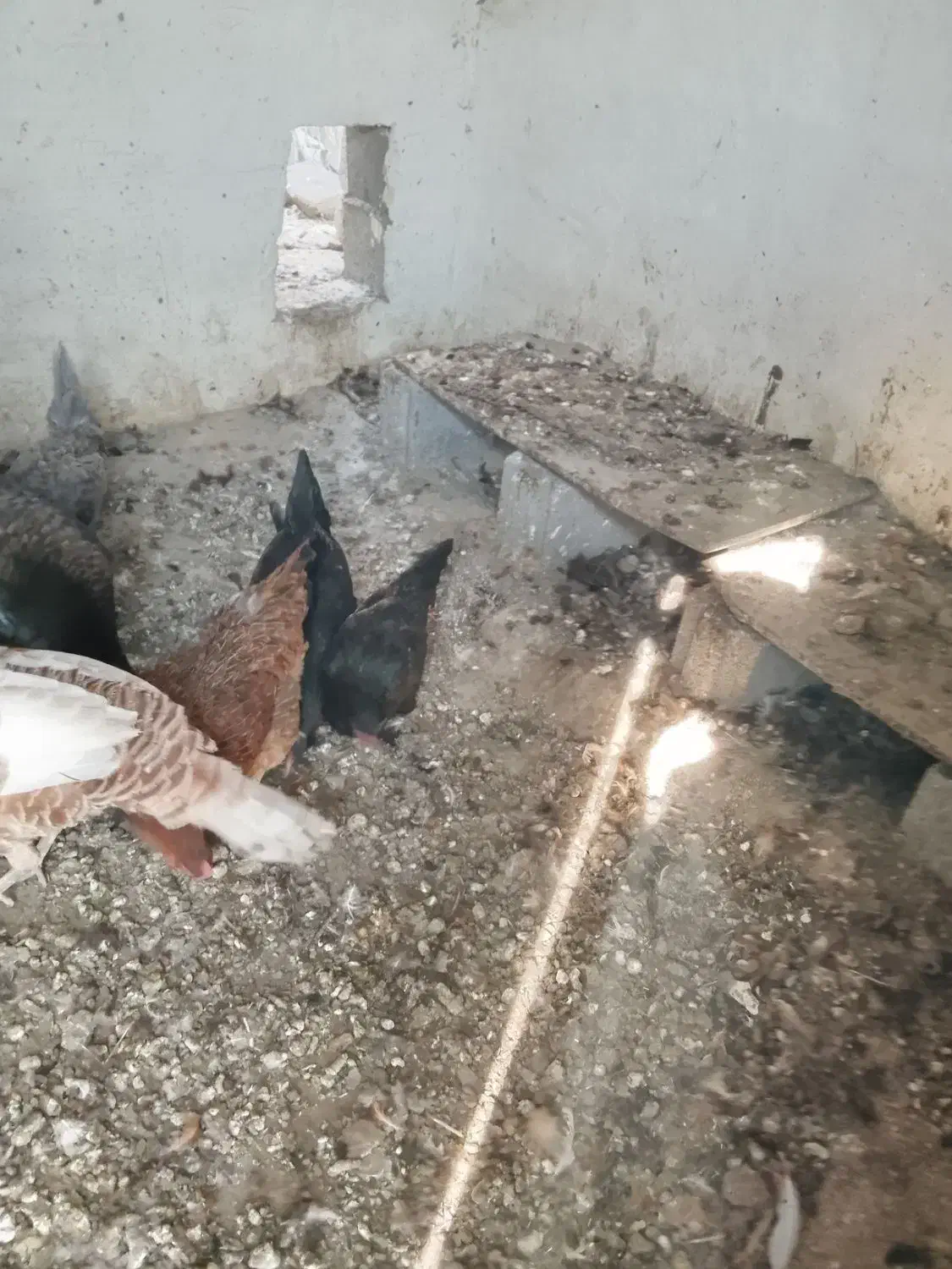 مرغ کردی|حیوانات مزرعه|بیلوار, |دیوار