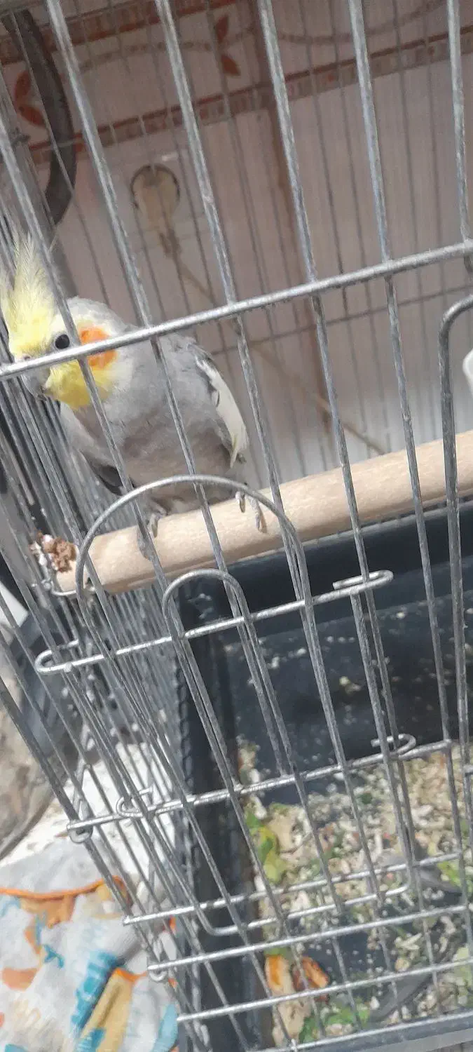 عروس هلندی|پرنده|ری, سیزده آبان|دیوار