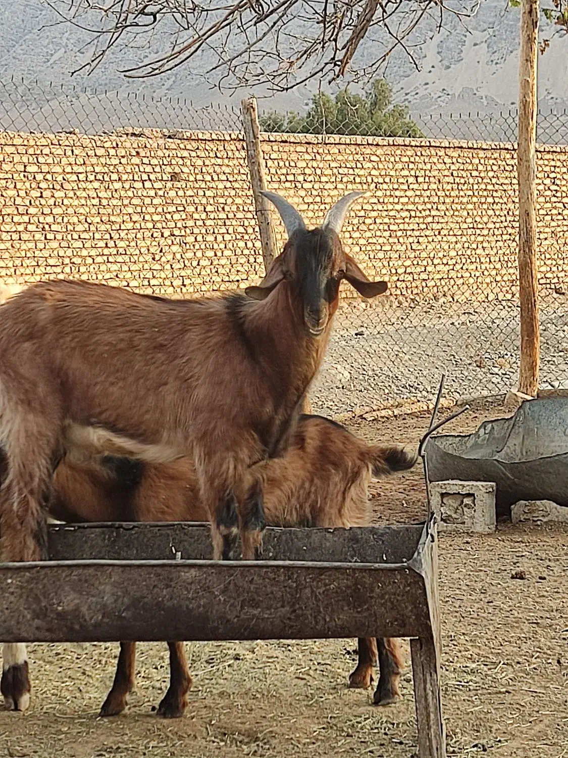 دبر داشتی و کهره نر آلپاین|حیوانات مزرعه|رونیز, |دیوار