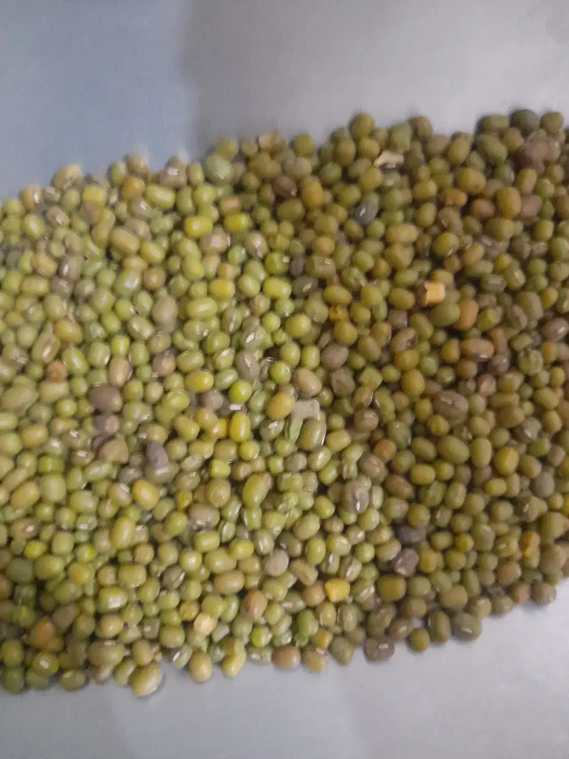 خرید و فروش انواع حبوبات|خوردنی و آشامیدنی|بابا حیدر, |دیوار