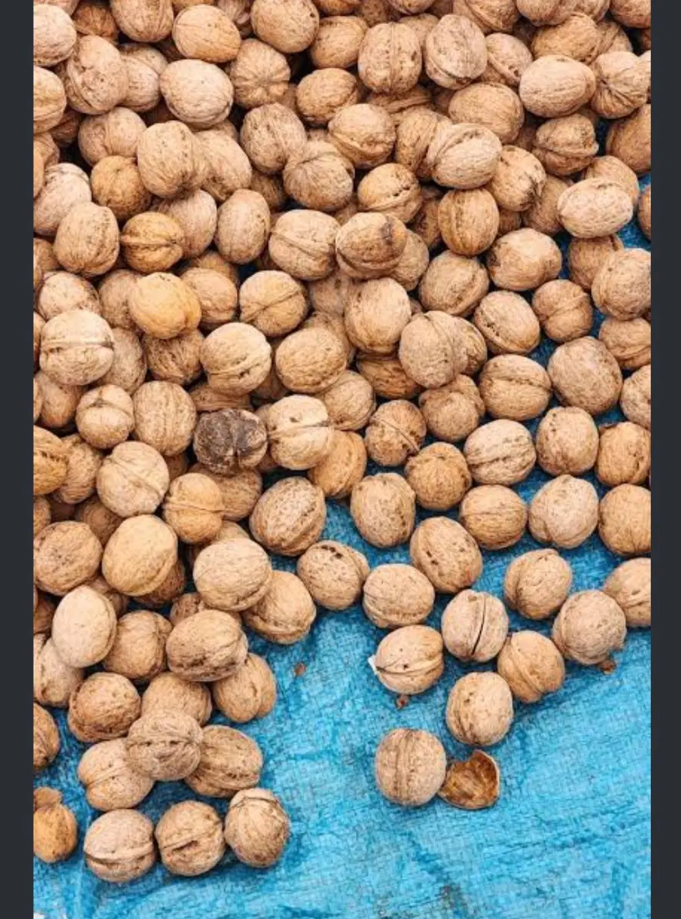 گردو|خوردنی و آشامیدنی|شاندیز, |دیوار