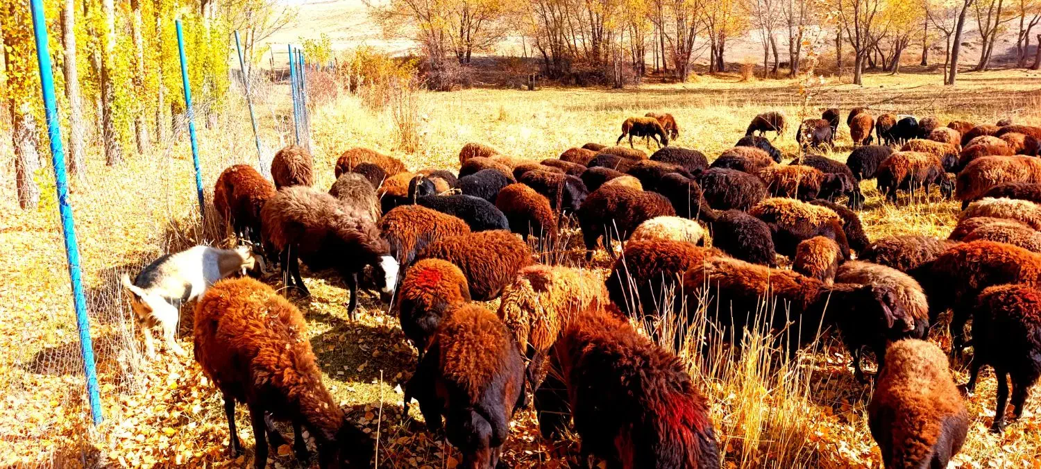 گوسفند آبستن وبره دار|حیوانات مزرعه|تیکمه داش, |دیوار