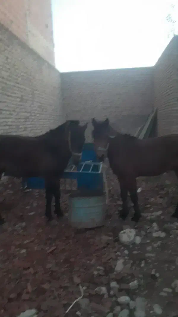 مادیان و نریان|اسب و تجهیزات اسبسواری|گرگان, |دیوار