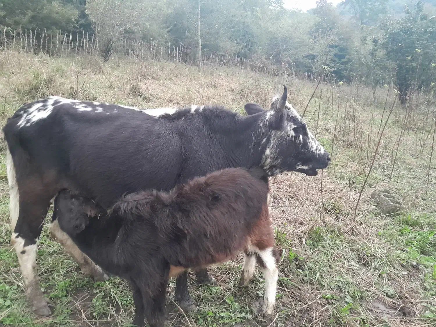 گاو ماده با گوساله ماده شکم اول|حیوانات مزرعه|تالش, جوکندان|دیوار