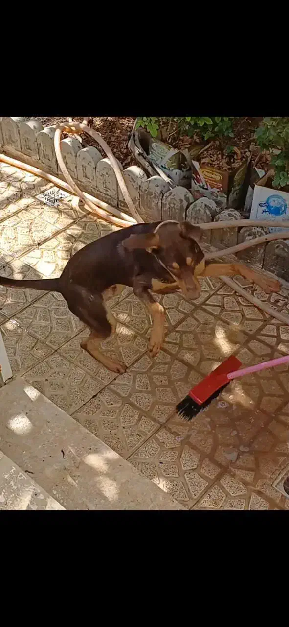 واگزاری سگ بزرگ به خانواده|سگ|مشهد, ابوذر|دیوار