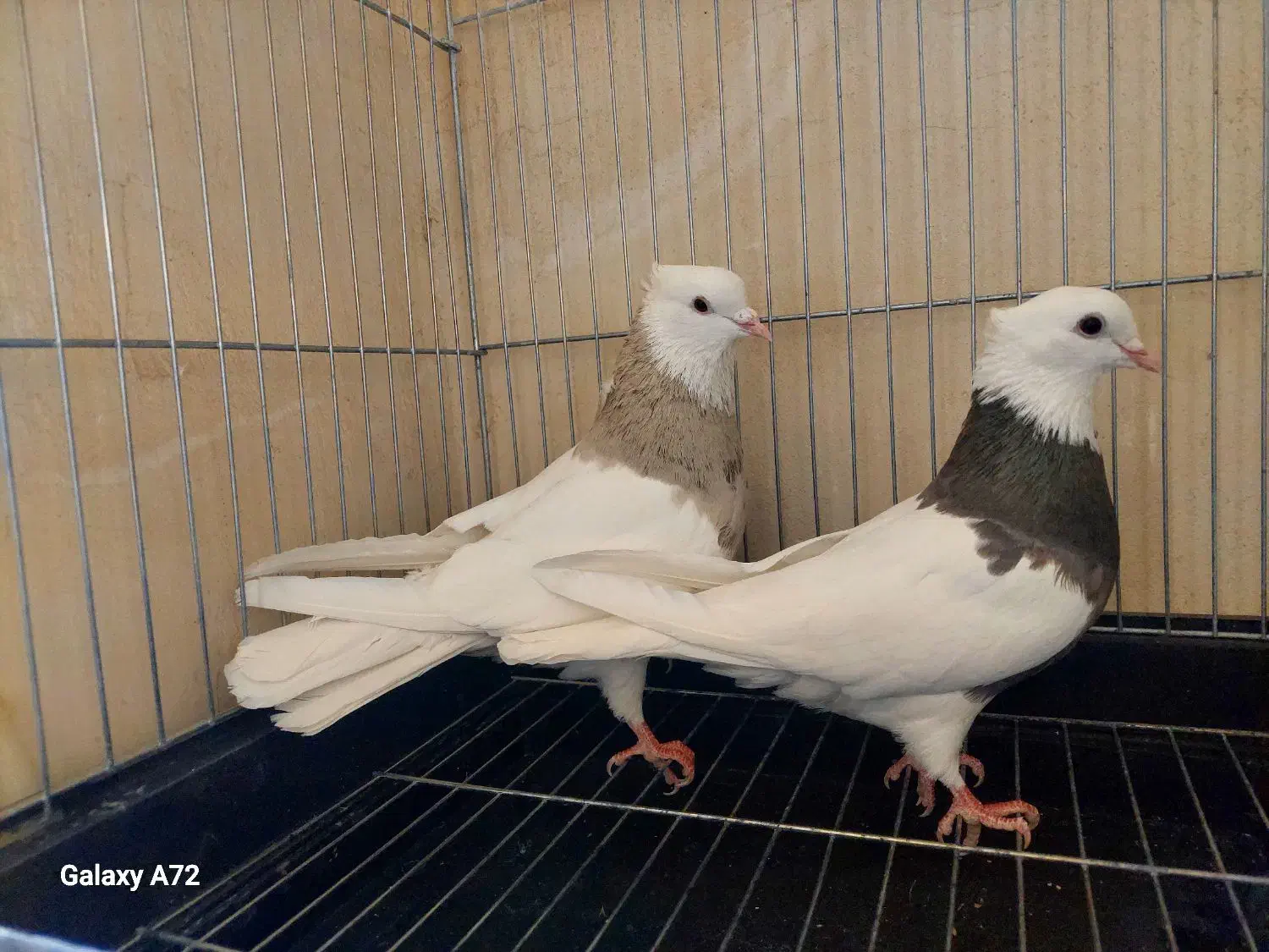 طوقی نر اجری خال سرکه ای با ماده سرکه ای|پرنده|فولادشهر, مسکن مهر فولادشهر|دیوار