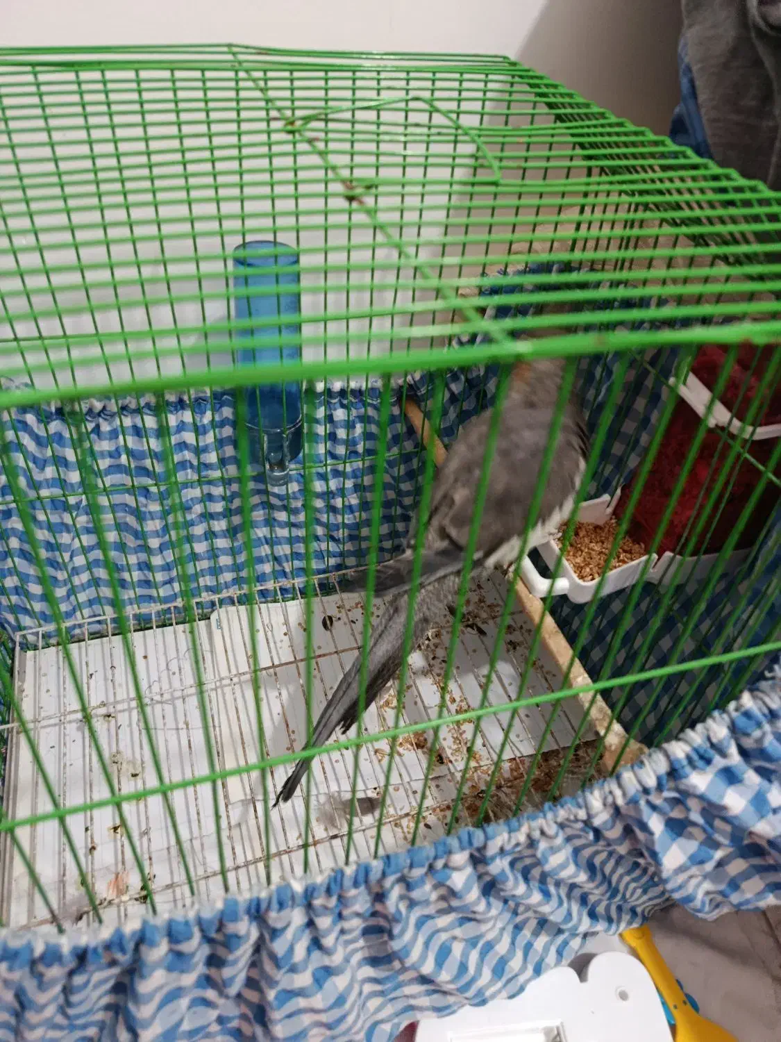 عروس ماده بالغ|پرنده|رشت, یخسازی|دیوار