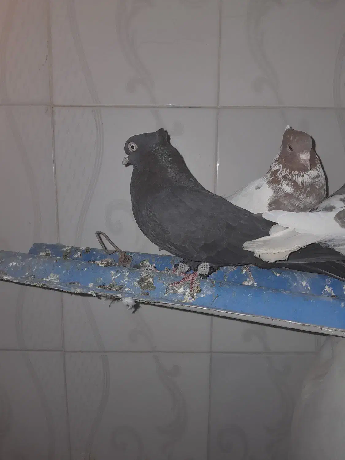 باسلام 6عددکبوترخوب زیرقیمت|پرنده|شیراز, گویم|دیوار