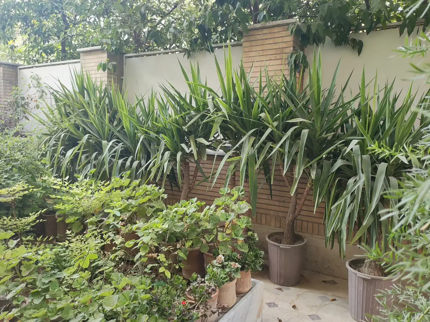 یوکا زیر قیمت گلخانه|گل و گیاه طبیعی|شیراز, زرگری|دیوار