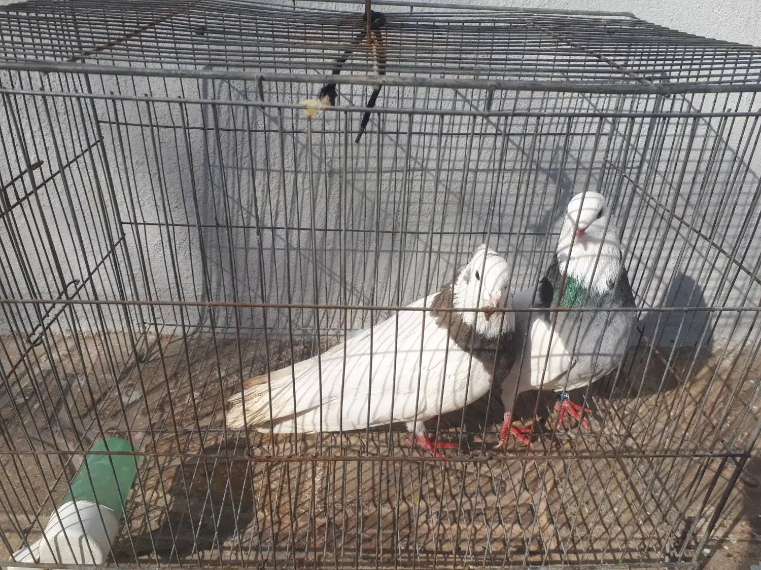 پرنده طوقی|پرنده|چرداول, |دیوار