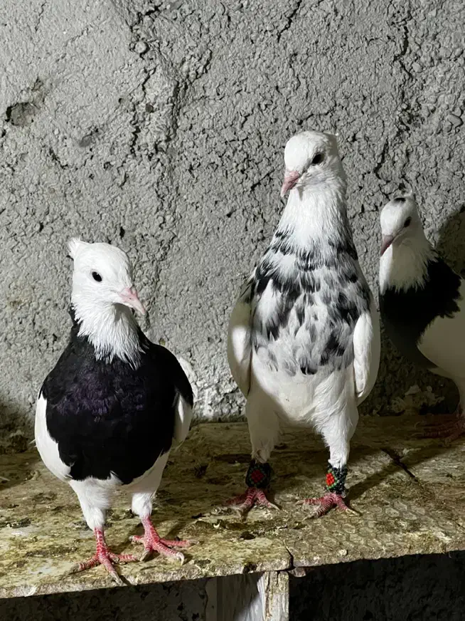 کبوترطوقی|پرنده|چابهار, |دیوار