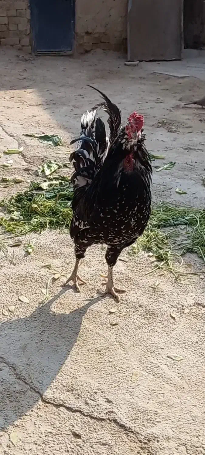 خروس گلین|حیوانات مزرعه|ورامین, خیر آباد|دیوار