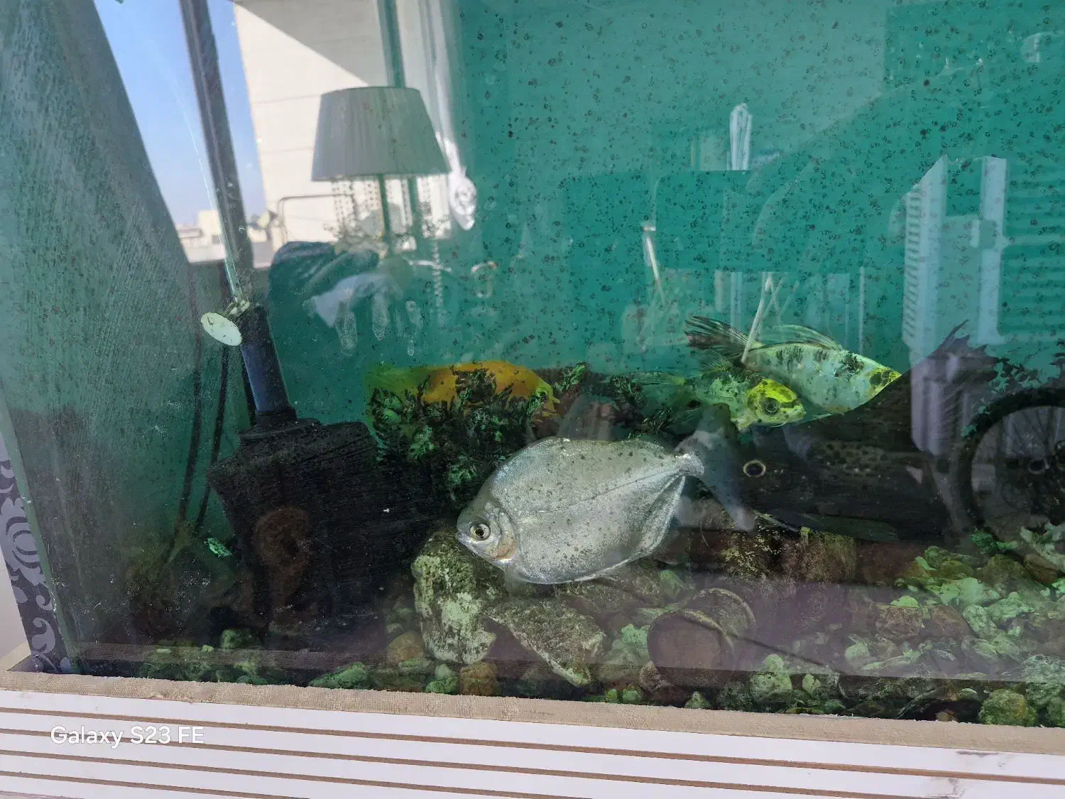 آکواریوم|ماهی|مراغه, |دیوار