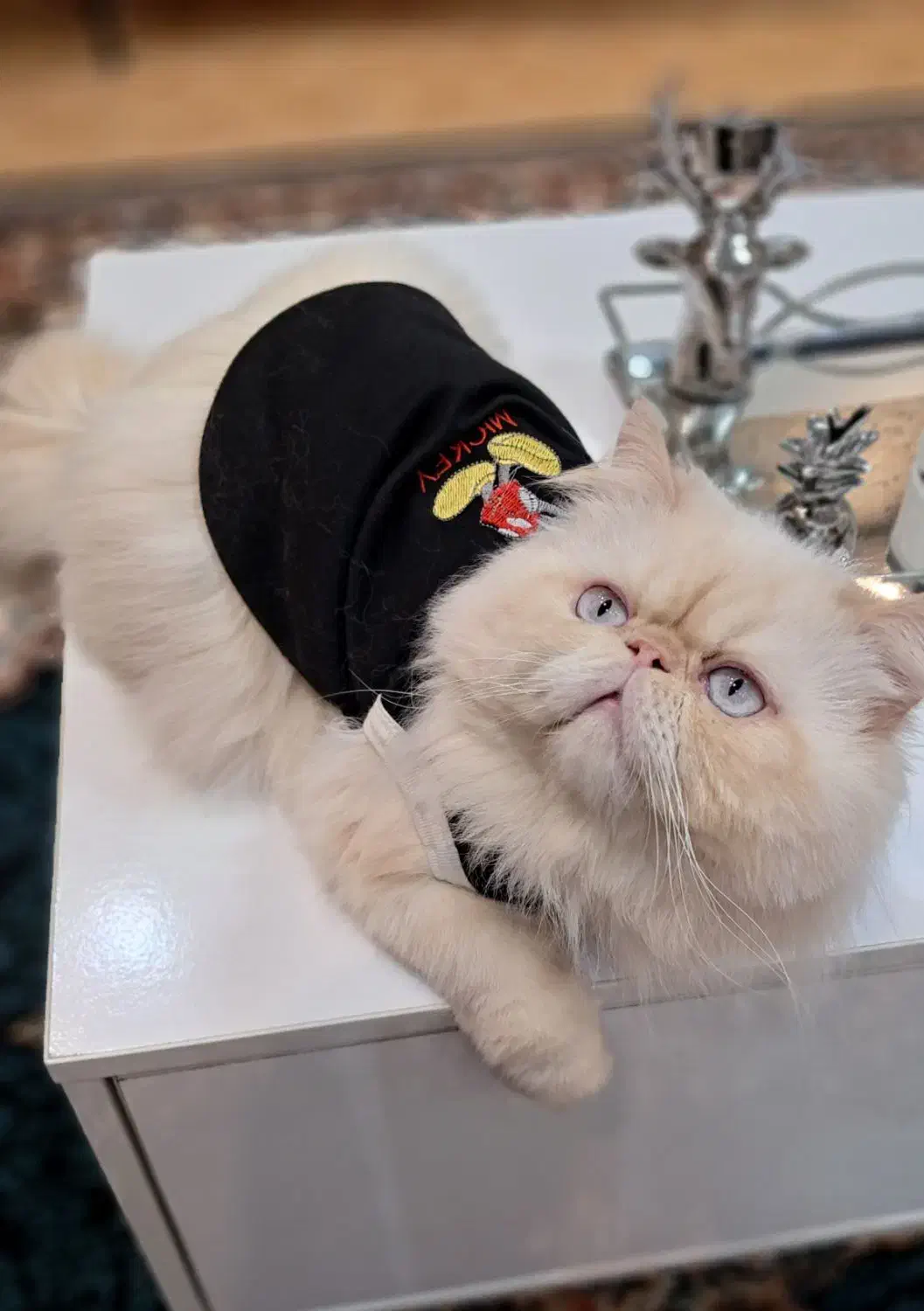 پرشین مولد|گربه|رشت, کوی حسینی|دیوار