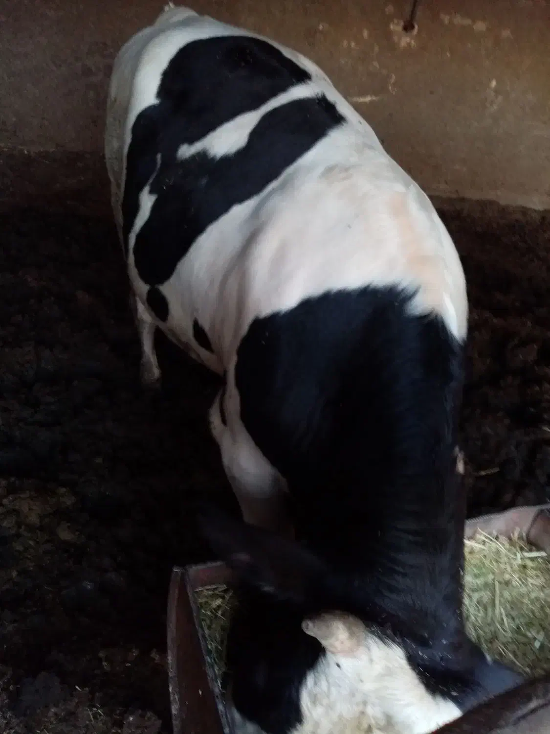 گوساله گوشتی|حیوانات مزرعه|اصفهان, شهرک امام خمینی|دیوار