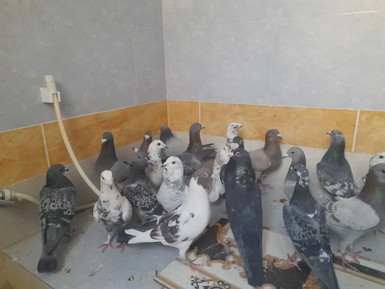 پرنده کبوتر|پرنده|سراوان, |دیوار